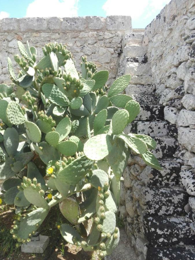Palacca, Trullo Salentino アンドラーノ エクステリア 写真